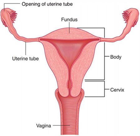 Fallopian tube recanalization (FTR)