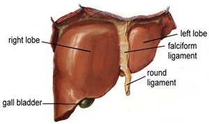 Liver cancer